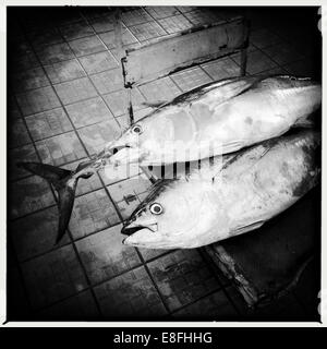 Oman, Muscat, l'albacore at market Banque D'Images