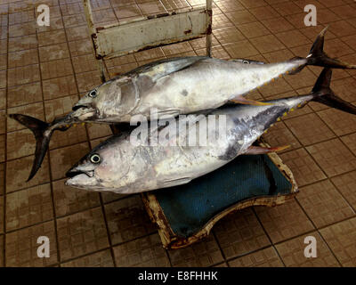 Thon à nageoires jaunes sur un chariot à un marché aux poissons, Muscat, Oman Banque D'Images