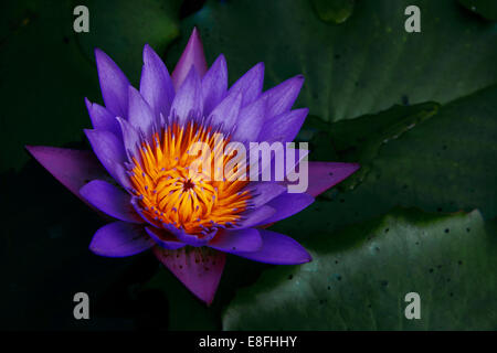 Close up of fleur de lotus (Nymphaea caerulea) Banque D'Images