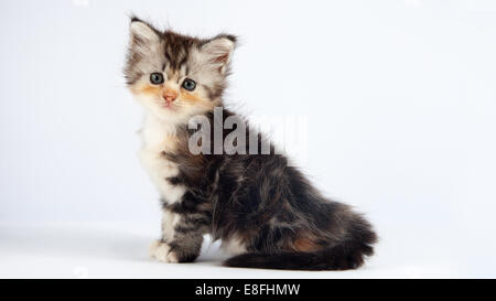 Portrait rapproché d'un chaton angora turc moelleux sur un fond blanc Banque D'Images