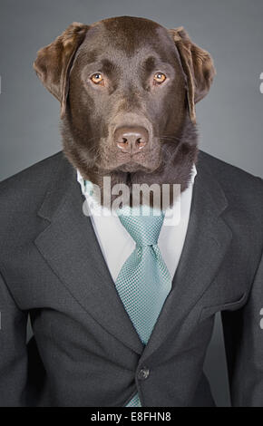 Tourné d'un labrador Chocolat sophistiqués en costume et cravate Banque D'Images