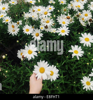 Bouquet de marguerites avec main humaine Banque D'Images