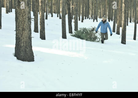 Homme traînant un arbre de Noël à travers la neige, États-Unis Banque D'Images