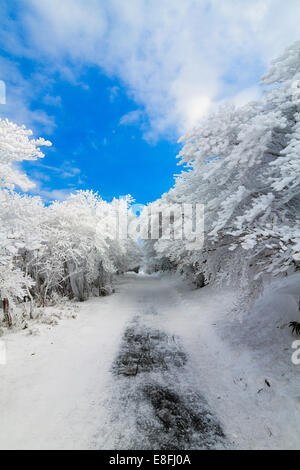 Le Japon, la région de Chubu, Shimo-Ina, préfecture d'Aichi, Mt après tempête de neige Yuno Banque D'Images