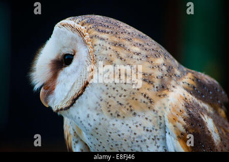 Close-up of Barn Owl, Afrique du Sud