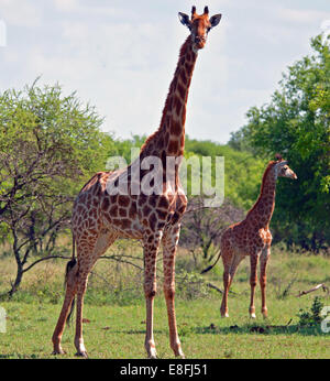 Girafe vache avec son veau, Afrique du Sud Banque D'Images