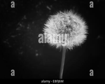 Close up of Dandelion clock Banque D'Images