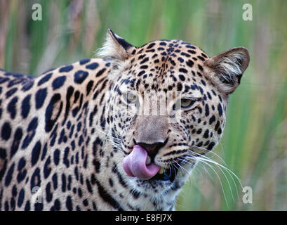 Leopard léchant les lèvres, Mpumalanga, Afrique du Sud Banque D'Images