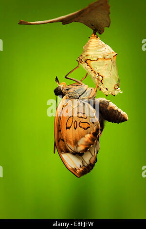 L'Indonésie, Jember, vue de papillons de la métamorphose Banque D'Images