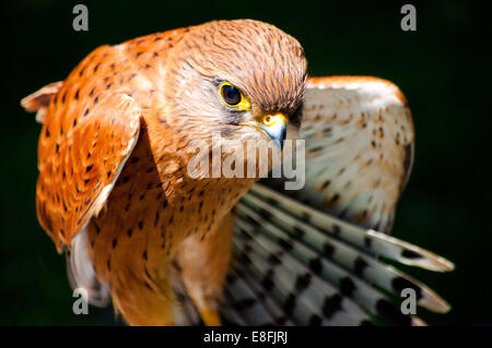 Portrait de Kestrel bird Rock, Western Cape, Afrique du Sud Banque D'Images