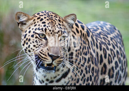 Portrait d'un léopard, Mpumalanga, Afrique du Sud Banque D'Images