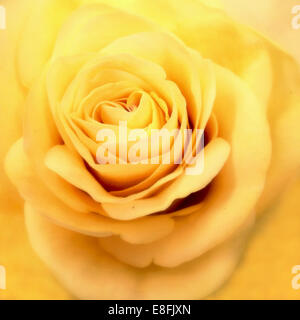 Close up of yellow rose Banque D'Images