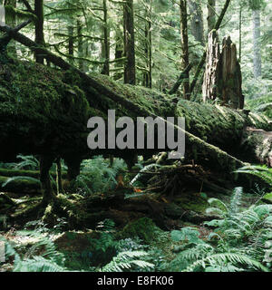 Le Canada, la Colombie-Britannique, le district régional Alberni-Clayoquot, Cathedral Grove, Port Alberni, vieux thuyas couché dans forest Banque D'Images