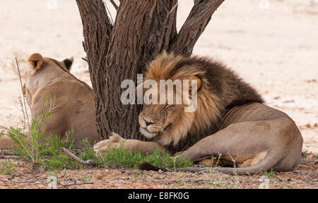 Lion et lionne couchée par un arbre, Botswana Banque D'Images