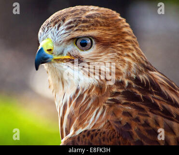 Oiseaux forestiers Buzzard, Afrique du Sud Banque D'Images