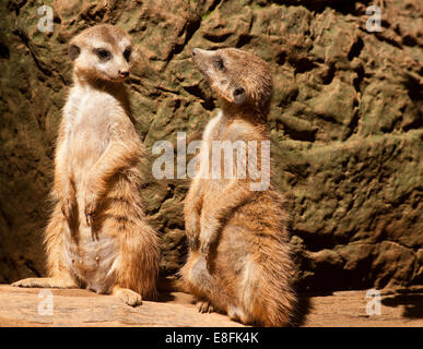 Deux suricates africains, Afrique du Sud Banque D'Images