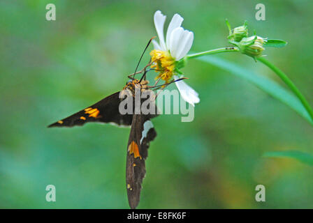 Moth on Wild Daisy, Orlando, Orange County, Floride, États-Unis Banque D'Images