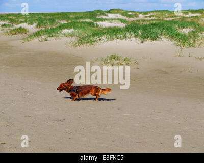 Teckel chien qui court sur la plage, Danemark Banque D'Images