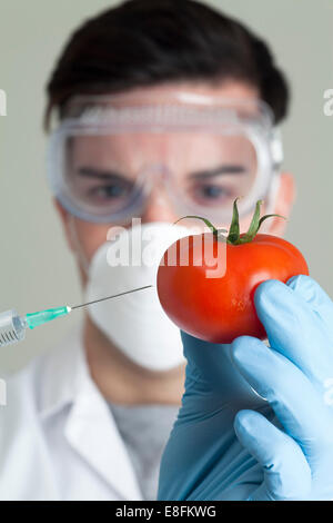 L'injection d'une scientifique tomato Banque D'Images