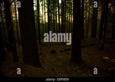 La lumière pénétrant dans les arbres en forêt au coucher du soleil Banque D'Images