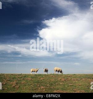 Trois des moutons paissant dans les pâturages Banque D'Images