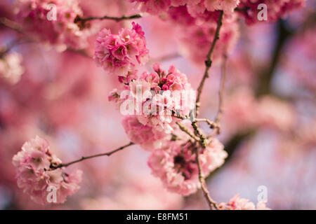 Hollande, Pays-Bas belle fleur rose Banque D'Images