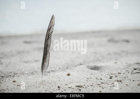 La Norvège, Feather trouvés sur la plage Banque D'Images