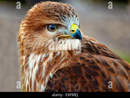 Portrait d'oiseaux forestiers Buzzard, Western Cape, Afrique du Sud Banque D'Images