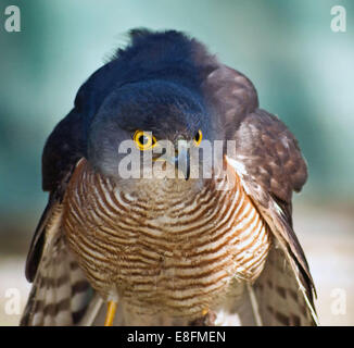 Portrait of African Goshawk bird, Knysna, Western Cape, Afrique du Sud Banque D'Images