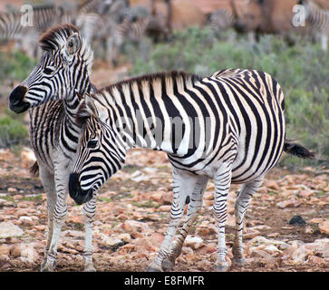 Mare avec zebra Zebra foal, Eastern Cape, Afrique du Sud Banque D'Images