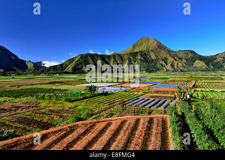 L'Indonésie, l'île de Lombok, vue de Sembalun farm Banque D'Images