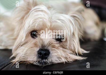 Portrait d'un chien yorkshire terrier blanc lying on sofa Banque D'Images