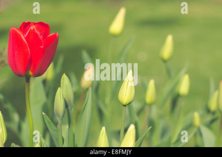 Tulipe rouge solitaire (tulipa) en fleurs parmi les bourgeons de tulipe non ouverts dans un jardin, Angleterre, Royaume-Uni Banque D'Images