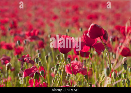 Close-up of red de champs de coquelicots, Andalousie, Espagne Banque D'Images