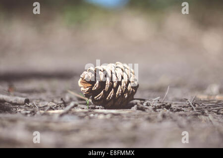 Close-up of Pine Cone Banque D'Images