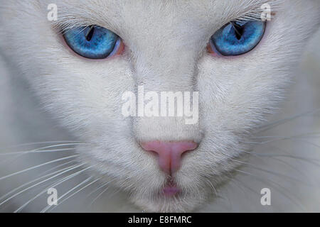 Portrait gros plan d'un chat blanc aux yeux bleus Banque D'Images