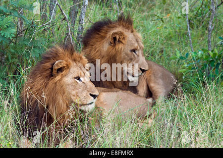 Deux lions couchés dans l'herbe, Limpopo, Afrique du Sud Banque D'Images