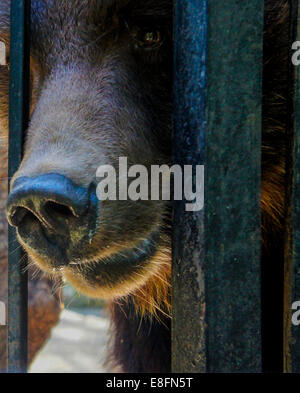 Close up of brown bear in cage Banque D'Images