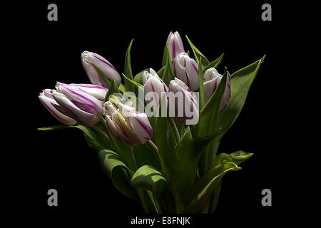 Jaguar Tulipes, studio shot Banque D'Images