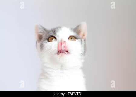 Portrait d'un chat britannique affamé de shorthair qui léche ses lèvres Banque D'Images