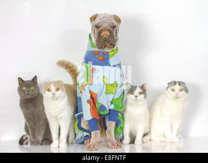 Portrait d'un chien et de quatre chats assis dans une rangée Banque D'Images