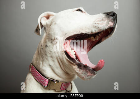Portrait d'un chien le bâillement Banque D'Images