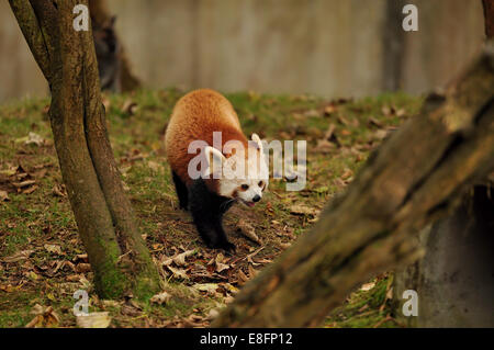 Le panda rouge marche sur l'herbe couverte de feuilles Banque D'Images