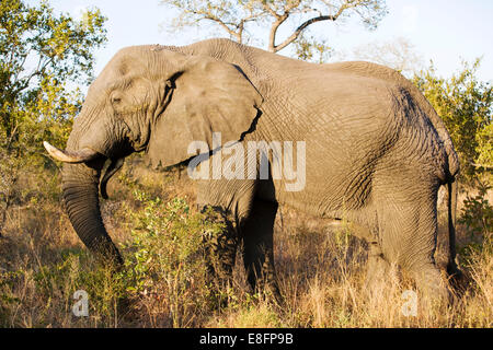 L'éléphant d'Afrique dans la faune sauvage Banque D'Images