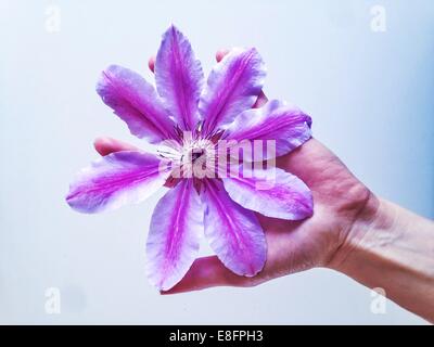 Woman holding clematis flower Banque D'Images