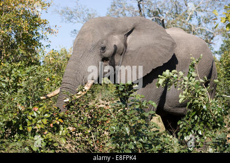 Dans l'éléphant d'Afrique du Sud, sauvage Banque D'Images