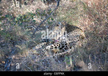 Leopard (Panthera pardus) lui-même de toilettage Banque D'Images