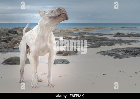 Chien de Shair-pei debout sur la plage secouant sa tête, Australie Banque D'Images