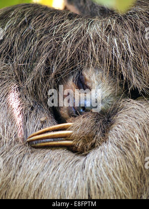 Vue rapprochée d'Brown-Throated trois orteils, sloth dormir, Costa Rica Banque D'Images