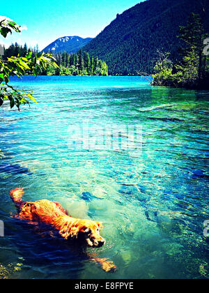 Le Canada, la Colombie-Britannique, Golden retriever natation Banque D'Images